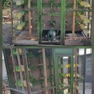 قفس چرخدار کبوتر 60 تایی