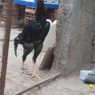 خروس لاری اوشامو