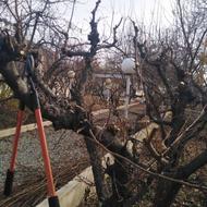 هرس کاری سم پاشی کوددهی کاشت نهال گل وغیره شمشادزنی