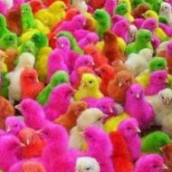 فروش جوجه رنگی