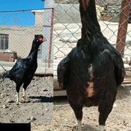 خریدار مرغ تاج مهر یه تیغ مشکی