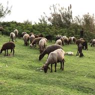 نیازمند یک چوپان