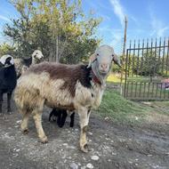 گوسفند نر پلنکی بروجردی