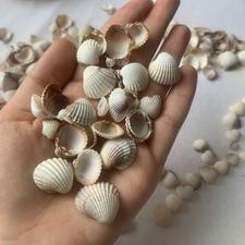 صدف دریا (شمال )