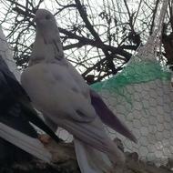 کبوتر ماده ،