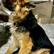 سگ ژرمن شپر اصل نر