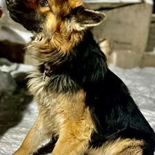 سگ ژرمن شپر اصل نر