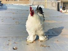 3 عدد خروس برهما در شیپور