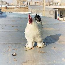 3 عدد خروس برهما