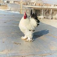 3 عدد خروس برهما