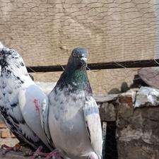 کبوتر پرشی 20عدد