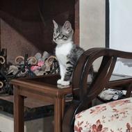 واگذاری گربه 5 ماهه