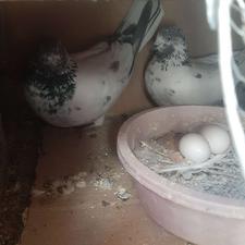 یه جوفت نرو ماده عتیقه