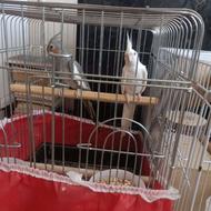 جفت آلبینو و آهویی رنگ زیبا