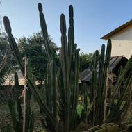 گل کاکتوس ..