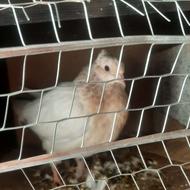 یه جوجه کله و دم خرمایی