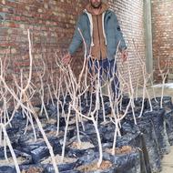 نهالستان کرال نهال قاسمی