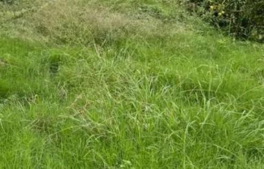 فروش زمین مسکونی 200 متر در چمازکتی