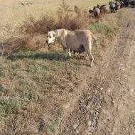 سگ ماده خراسانی