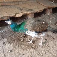 جفت طاووس هندی