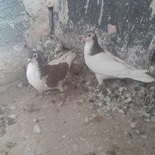 یک‌جفت‌نروماده‌‌خال‌‌جوان‌