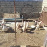 تعداد بیست عدد بوقلمون چهار پنج کیلو به فروش میرسد