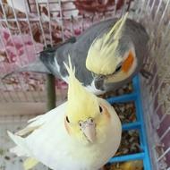 فروش عروس هلندی سخنگو ب شرط