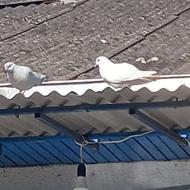 کبوتر پرشی نر ماده