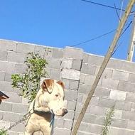 سگ پیت بول .. واگذاری