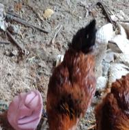 خروس محلی عالی درشت سرحال 2کیلو نیم به بالا