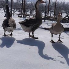 قاز و قوقاز فروشی