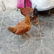 مرغ و خروس محلیی