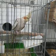 عروس هلندی. ناز. جفت