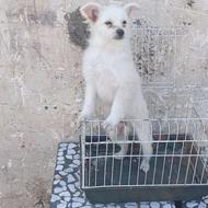 واگذاری سگ اشپیتز