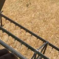 جو درجه یک جو