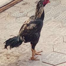 خروس لاری جوان