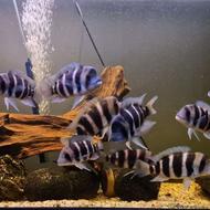 ماهی فرانتوزا