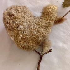 لانه پرنده به فروش می‌رسد