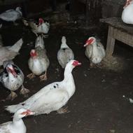 فروش اردک اسرائیلی نر و ماده