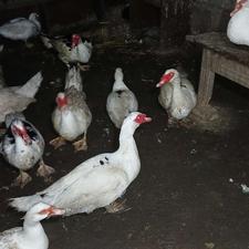 فروش اردک اسرائیلی نر و ماده