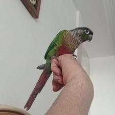 طوطی گرینچیک رام