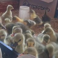 40عددجوجهغازهشتروزهباکیفیتعالی