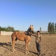 اسب اصیل ترکمن