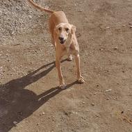 واگذاری توله تازی ماده