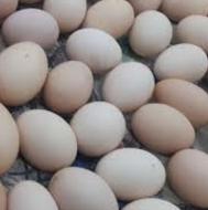تخم مرغ محلی