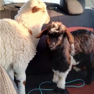 دو تا حیوان .