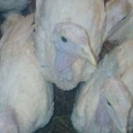 فروش اردک اسرائیلی وبوقلمون