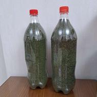 نعنا خشک ارگانیک