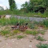 فروش اردک پروازی