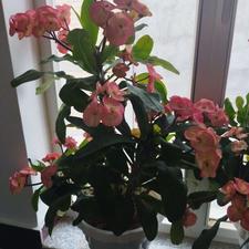 گل طبیعی فروشی مرجان